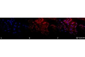 Immunocytochemistry/Immunofluorescence analysis using Rabbit Anti-Hsp60 Polyclonal Antibody . (HSPD1 抗体  (FITC))
