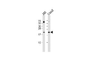 All lanes : Anti-RAC2 Antibody (C-term) at 1:2000 dilution Lane 1: 293 whole cell lysate Lane 2: Caco2 whole cell lysate Lysates/proteins at 20 μg per lane. (RAC2 抗体  (C-Term))