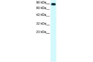 C13ORF8 antibody (20R-1070) used at 0. (ZNF828 抗体  (Middle Region))