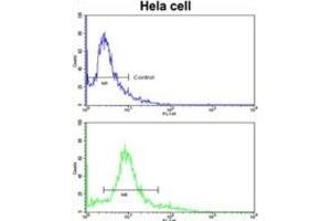 Flow Cytometry (FACS) image for anti-ARP3 Actin-Related Protein 3 (ACTR3) antibody (ABIN3001697) (ACTR3 抗体)