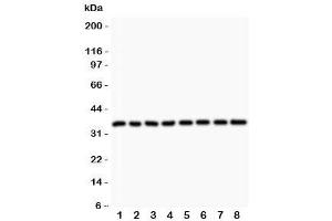 Western Blotting (WB) image for anti-Cyclin D3 (CCND3) (AA 136-292) antibody (ABIN3030597)