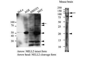 Western Blotting (WB) image for anti-NEL-Like 2 (Chicken) (NELL2) antibody (ABIN614304) (NELL2 抗体)
