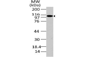 Image no. 1 for anti-phosphofurin Acidic Cluster Sorting Protein 1 (PACS1) (AA 150-400) antibody (ABIN5027423) (PACS1 抗体  (AA 150-400))