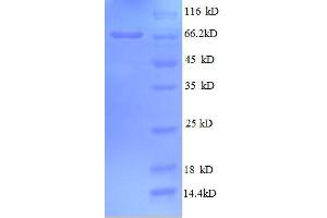 SDS-PAGE (SDS) image for Golgi Membrane Protein 1 (GOLM1) (AA 36-401), (partial) protein (GST tag) (ABIN1095614)