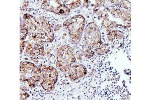 IHC analysis of TXN2 using anti-TXN2 antibody (ABIN7602150).