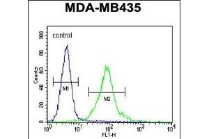 MeCP2 Antibody (N-term S80) (ABIN655914 and ABIN2845313) flow cytometric analysis of MDA-M cells (right histogram) compared to a negative control cell (left histogram). (MECP2 抗体  (N-Term))