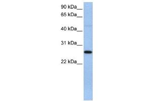 WB Suggested Anti-EIF4H  Antibody Titration: 0. (EIF4H 抗体  (C-Term))