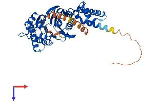 Protein Phosphatase, Mg2+/Mn2+ Dependent, 1N (Putative) (PPM1N) (AA 1-430) protein (His tag)