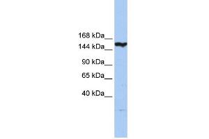 WB Suggested Anti-CASP8AP2 Antibody Titration:  0. (FLASH 抗体  (N-Term))