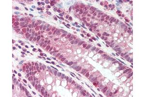 Anti-DEFB107A antibody IHC staining of human colon. (DEFB107A 抗体  (AA 29-42))
