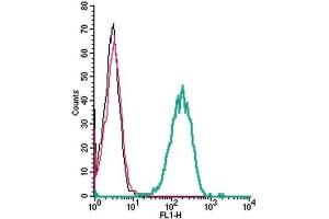 Cell surface detection of β1-adrenoceptor by indirect flow cytometry in live intact human THP-1 monocytic leukemia cells: (black line) Cells. (ADRB1 抗体  (Extracellular))