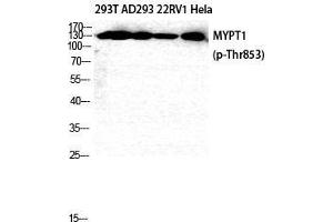 Western Blot (WB) analysis of 293T AD293 22RV1 HeLa cells using Phospho-MYPT1 (T853) Polyclonal Antibody. (PPP1R12A 抗体  (pThr853))