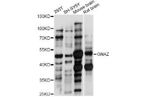 Western blot analysis of extracts of various cell lines, using GNAZ antibody (ABIN6293134) at 1:1000 dilution. (GNaZ 抗体)