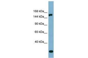 Image no. 1 for anti-Glutamyl-Prolyl-tRNA Synthetase (EPRS) (AA 971-1020) antibody (ABIN6741867) (EPRS 抗体  (AA 971-1020))