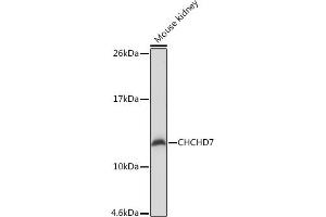 Western blot analysis of extracts of Mouse kidney, using CHCHD7 Rabbit pAb (ABIN7266450) at 1:1000 dilution. (CHCHD7 抗体)