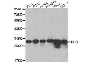 Western Blotting (WB) image for anti-Prohibitin (PHB) (AA 73-272) antibody (ABIN6145523)