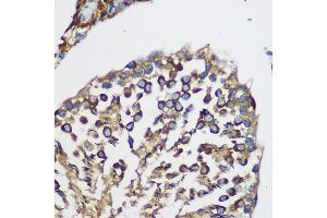 Immunohistochemistry of paraffin-embedded Rat testis using TEX101 Rabbit pAb (ABIN7270773) at dilution of 1:100 (40x lens). (TEX101 抗体)
