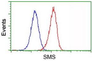 Image no. 3 for anti-Spermine Synthase, SMS (SMS) antibody (ABIN1501092) (SMS 抗体)