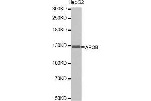 Western blot analysis of extracts of HepG2 cells lines, using APOB antibody. (APOB 抗体  (AA 28-330))