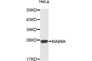 Western blot analysis of extracts of HeLa cells, using RAB8A antibody (ABIN3049334). (RAB8A 抗体)