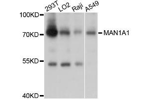 Western blot analysis of extracts of various cell lines, using MAN1A1 antibody (ABIN5998162) at 1/1000 dilution. (MAN1A1 抗体)