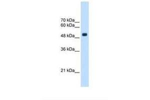 Image no. 1 for anti-tRNA Methyltransferase 2 Homolog B (TRMT2B) (AA 271-320) antibody (ABIN321542) (TRMT2B 抗体  (AA 271-320))