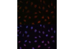 Immunofluorescence analysis of U-2 OS cells using MED25 Polyclonal Antibody (ABIN7268442) at dilution of 1:100 (40x lens). (MED25 抗体  (AA 30-200))