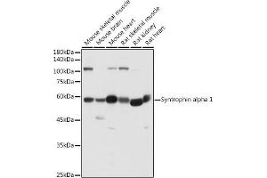 Western blot analysis of extracts of various cell lines, using Syntrophin alpha 1 antibody (ABIN7270692) at 1:500 dilution. (SNTA1 抗体)