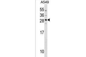 GUCA1B Antibody (N-term) (ABIN1881399 and ABIN2838420) western blot analysis in A549 cell line lysates (35 μg/lane). (GUCA1B 抗体  (N-Term))