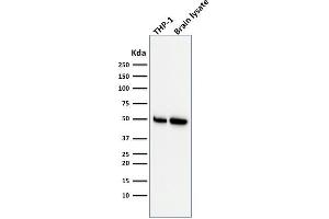 Western Blot Analysis of THP-1 cell and human Brain tissue lysate using ATG5 Mouse Monoclonal Antibody (ATG5/2553). (ATG5 抗体  (AA 1-119))