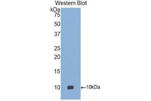 Western Blotting (WB) image for anti-Chemokine (C-C Motif) Ligand 18 (Pulmonary and Activation-Regulated) (CCL18) (AA 21-89) antibody (ABIN1078466) (CCL18 抗体  (AA 21-89))