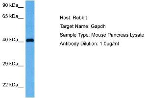 Host: Rabbit Target Name: GAPDH Sample Tissue: Mouse Pancreas Antibody Dilution: 1ug/ml (GAPDH 抗体  (Middle Region))