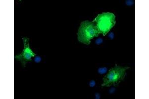 Anti-DOK2 mouse monoclonal antibody (ABIN2454864) immunofluorescent staining of COS7 cells transiently transfected by pCMV6-ENTRY DOK2 (RC207621). (DOK2 抗体)