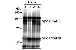 Western Blotting (WB) image for anti-Activating Transcription Factor 6 (ATF6) (N-Term) antibody (ABIN2451923) (ATF6 抗体  (N-Term))