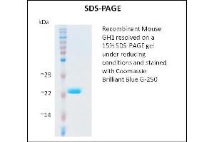 Growth Hormone 1 Protein (GH1)