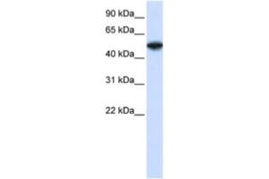 Western Blotting (WB) image for anti-COP9 Constitutive Photomorphogenic Homolog Subunit 2 (Arabidopsis) (COPS2) antibody (ABIN2460887) (COPS2 抗体)