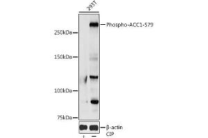 Western blot analysis of extracts of 293T cells, using Phospho--S79 antibody (ABIN3020066, ABIN3020067, ABIN3020068 and ABIN1681361) at 1:1000 dilution. (Acetyl-CoA Carboxylase alpha 抗体  (pSer79))
