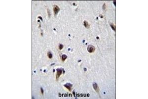 MeCP2 Antibody (N-term S80) (ABIN655914 and ABIN2845313) immunohistochemistry analysis in formalin fixed and paraffin embedded human brain tissue followed by peroxidase conjugation of the secondary antibody and DAB staining. (MECP2 抗体  (N-Term))