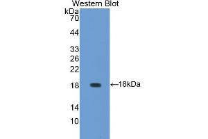 Western Blotting (WB) image for anti-Aggrecan (ACAN) (AA 34-147) antibody (ABIN1857940) (Aggrecan 抗体  (AA 34-147))