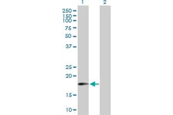MTRF1 抗体  (AA 1-151)