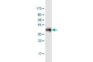 Western Blot detection against Immunogen (34.