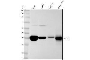 Western blot analysis of AKR1C3 using anti-AKR1C3 antibody (ABIN7603935).