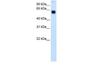 DOK1 antibody (70R-10511) used at 0. (DOK1 抗体  (C-Term))