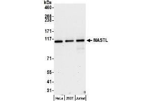 Western Blotting (WB) image for anti-Microtubule Associated serine/threonine Kinase-Like (MASTL) (AA 550-600) antibody (ABIN7453439)