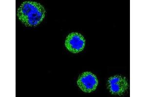 Immunofluorescence (IF) image for anti-CD1e (CD1e) antibody (ABIN3004387) (CD1e 抗体)
