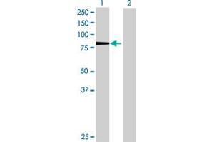 Western Blot analysis of KIF3A expression in transfected 293T cell line by KIF3A MaxPab polyclonal antibody. (KIF3A 抗体  (AA 1-702))