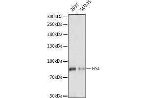 Western blot analysis of extracts of various cell lines, using HSL antibody (ABIN7268277) at 1:1000 dilution. (LIPE 抗体  (AA 900-1000))