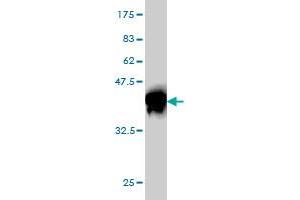 Western Blotting (WB) image for anti-Zinc Finger and BTB Domain Containing 33 (ZBTB33) (AA 564-673) antibody (ABIN564311)
