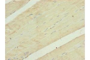 Immunohistochemistry of paraffin-embedded human skeletal muscle tissue using ABIN7149112 at dilution of 1:100 (UQCRC1 抗体  (AA 1-63))