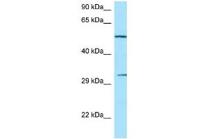 WB Suggested Anti-NCR1 Antibody Titration: 1. (NCR1 抗体  (C-Term))